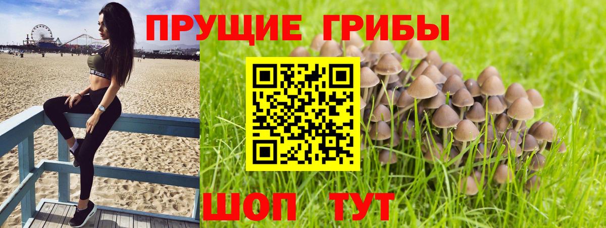 Галлюциногенные грибы Psilocybe Дербент